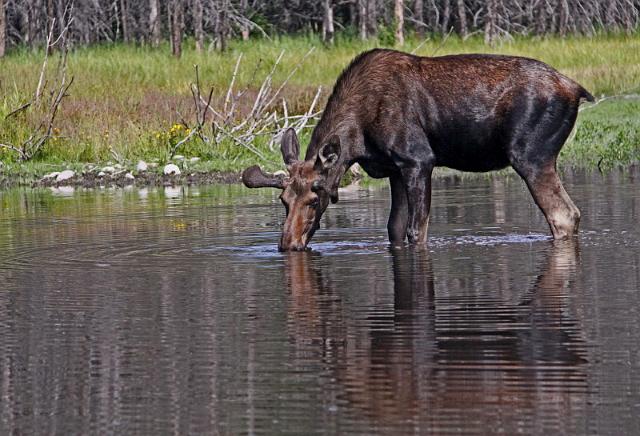 196 grand teton national park, eland.JPG